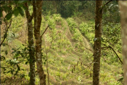 Ghimeray transitioned his farm to organic two years ago.